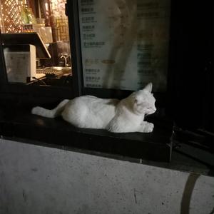 国产免费观看视频
